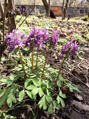 Corydalis solida