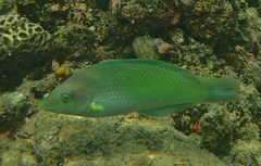 Halichoeres chloropterus