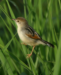 Cisticola galactotes