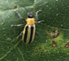 Acalymma trivittatum