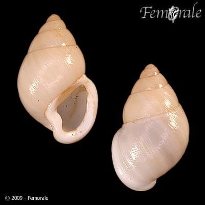 Garrett's Partula