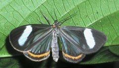 Dioptis pallene