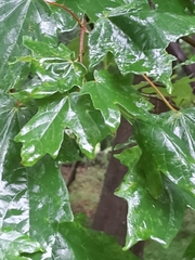 Acer skutchii