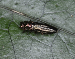 Endelus collaris kerremansi