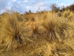 Muhlenbergia macroura