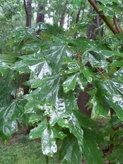 Acer skutchii
