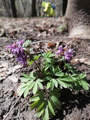 Corydalis solida