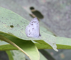 Celatoxia marginata marginata
