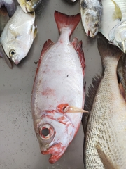 Priacanthus arenatus