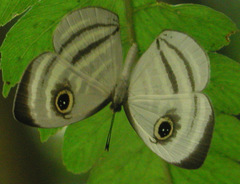 Leucochimona hyphea