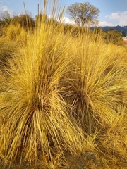 Muhlenbergia macroura
