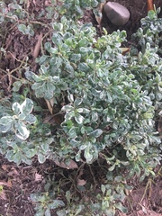Magnoliopsida
