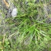 Morelotia affinis - Photo (c) Leon Perrie, algunos derechos reservados (CC BY-NC-SA), subido por Leon Perrie