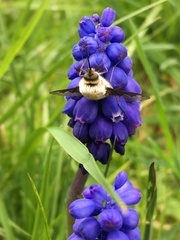 Bombylius fimbriatus