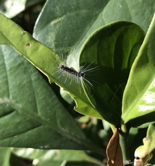 Chrysaeglia magnifica