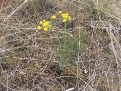 Lomatium simplex