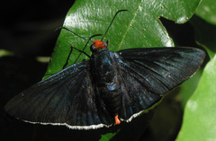 Pyrrhopyge