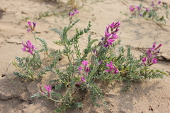 Oxytropis lanata