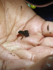 Microbatrachella capensis