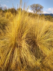 Muhlenbergia macroura