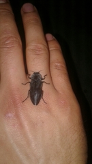 Merimna atrata