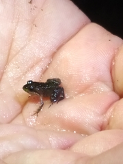 Microbatrachella capensis