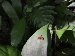 Choreutis amethystodes