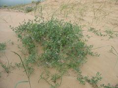 Vicia tsydenii