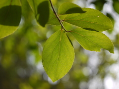 Flacourtia indica