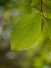 Flacourtia indica