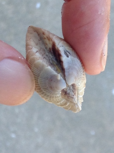 Florida Cross-barred Venus