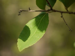 Flacourtia indica