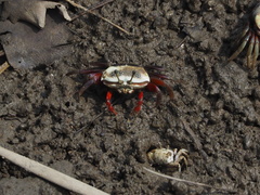 Tubuca arcuata image