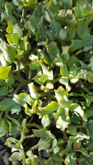 Crassula arborescens undulatifolia