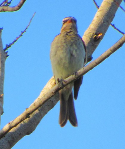Legatus leucophaius