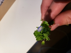 Veronica persica