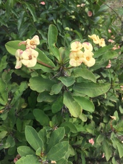 Angiospermae