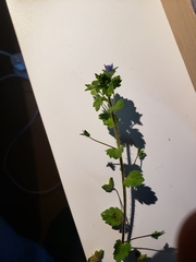 Veronica persica