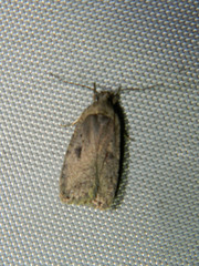 Agonopterix argillacea