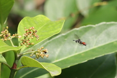 Leucospis petiolata
