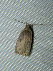 Agonopterix argillacea