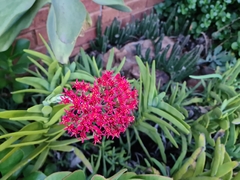 Crassula perfoliata coccinea