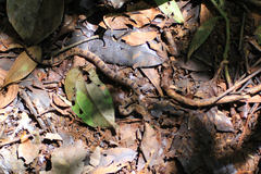Stenorrhina degenhardtii