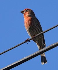 Haemorhous mexicanus