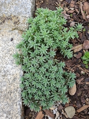 Sedum hispanicum