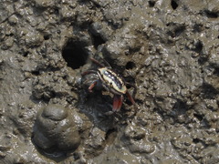 Tubuca arcuata image