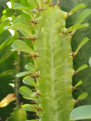 Euphorbia trigona