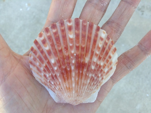 Atlantic Bay Scallop