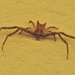Bird-dropping Crab Spider - Photo (c) Colin Ralston, some rights reserved (CC BY-NC), uploaded by Colin Ralston