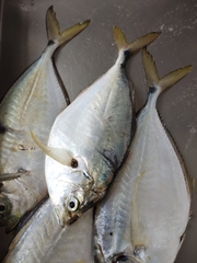 Chloroscombrus chrysurus